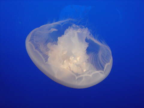 Image of Pacific moon jelly