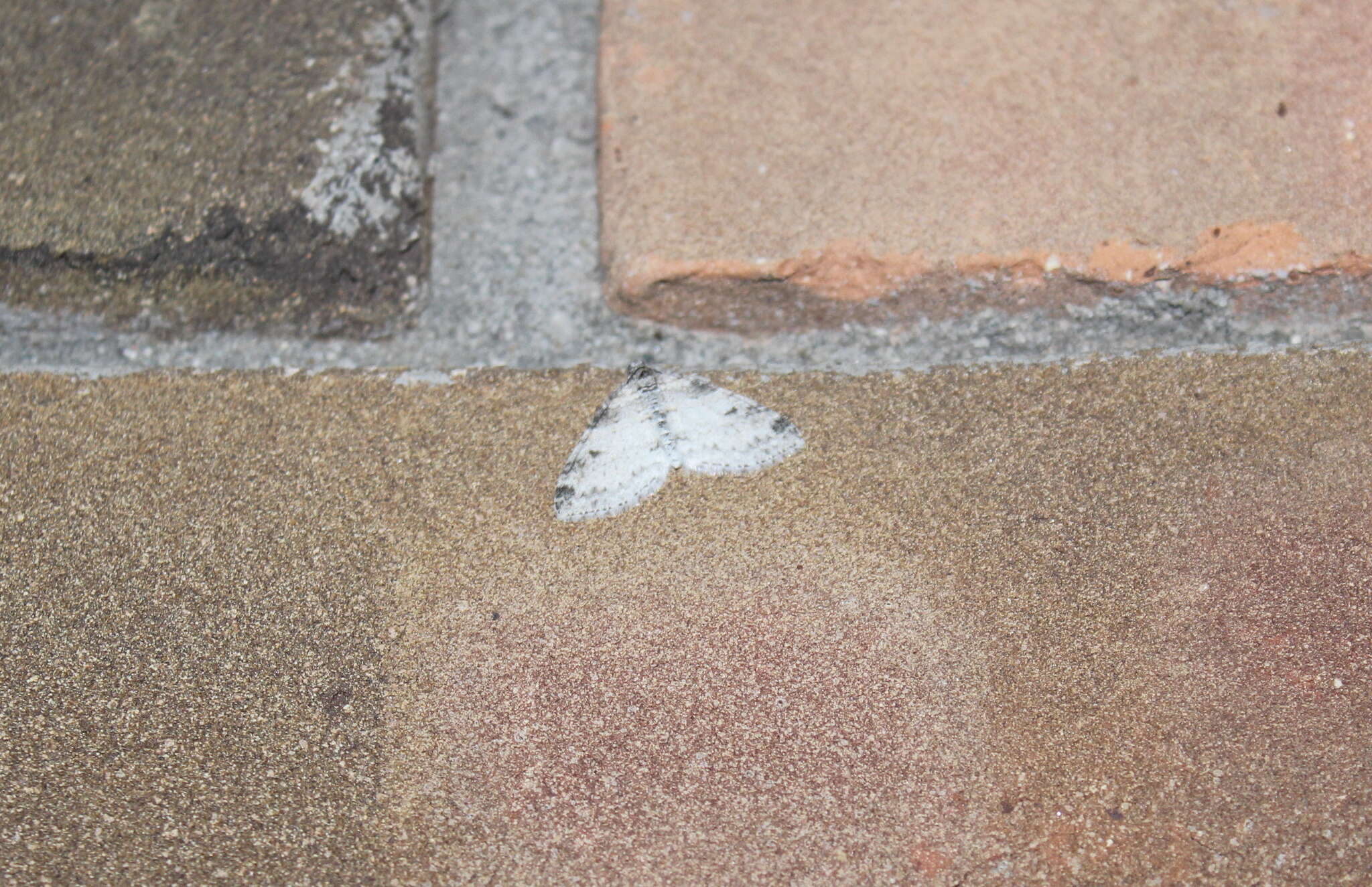 Image of Powdered Bigwing