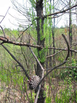 Image of Marsh Pine