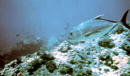 Image of Giant trevally