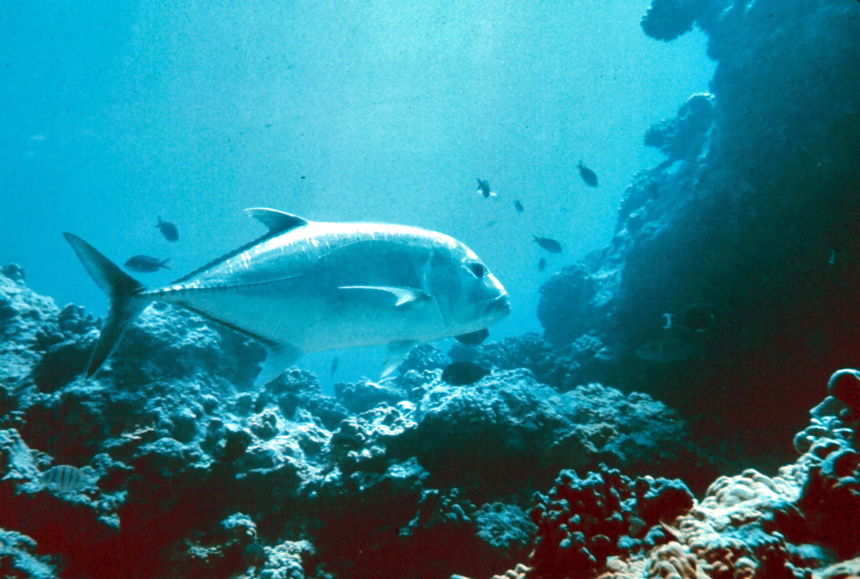 Image of Giant trevally