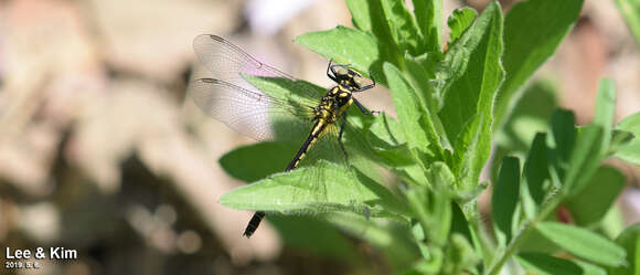 Image of Davidius lunatus (Bartenev 1914)