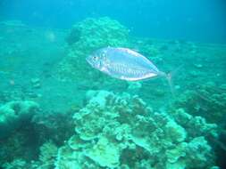 Image of Blue trevally