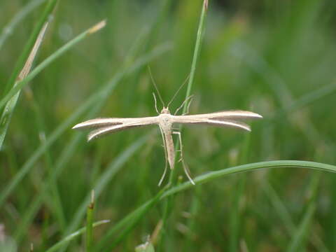 Image of <i>Pterophorus innotatalis</i>