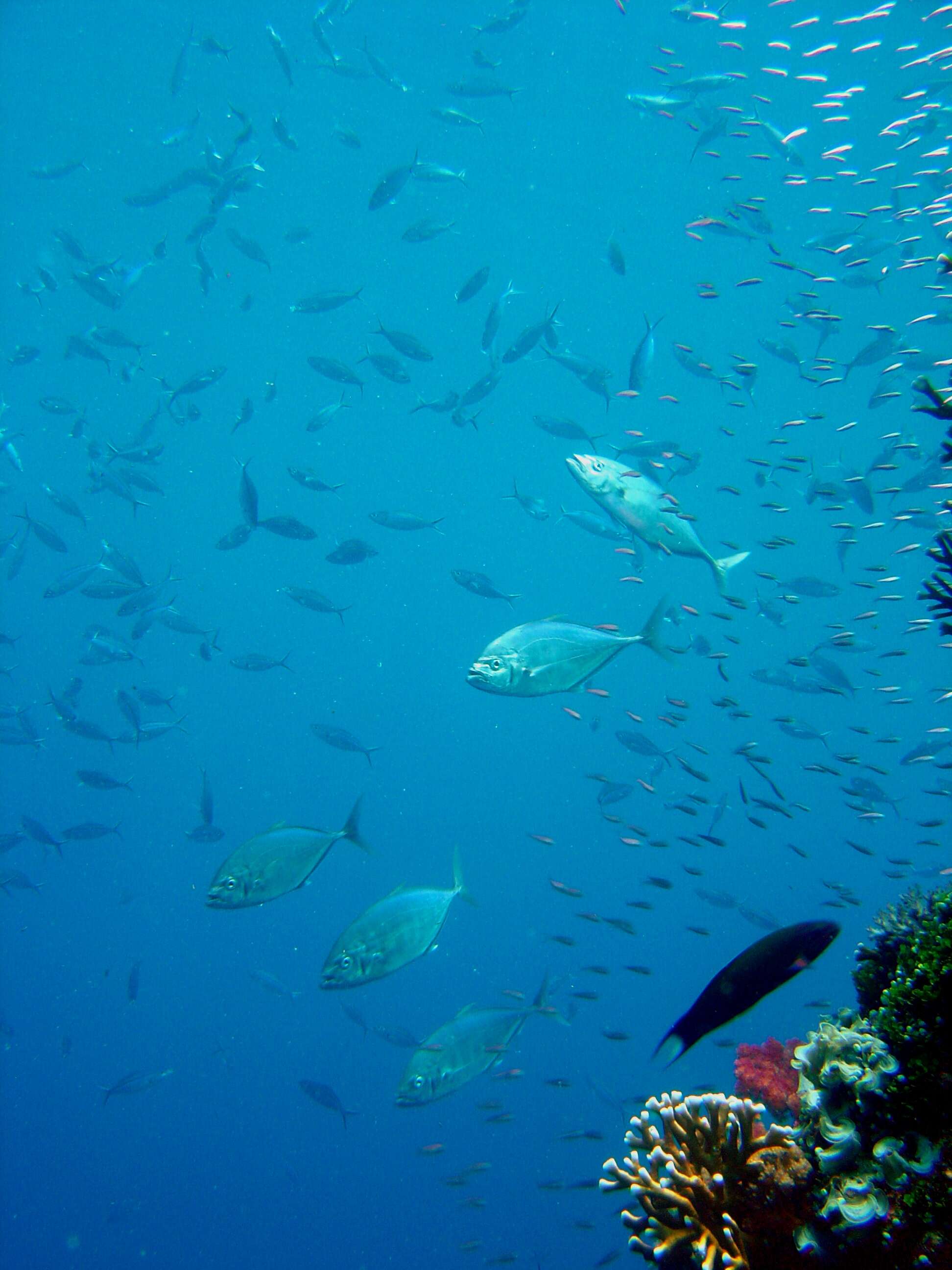 Image of Barcheek trevally