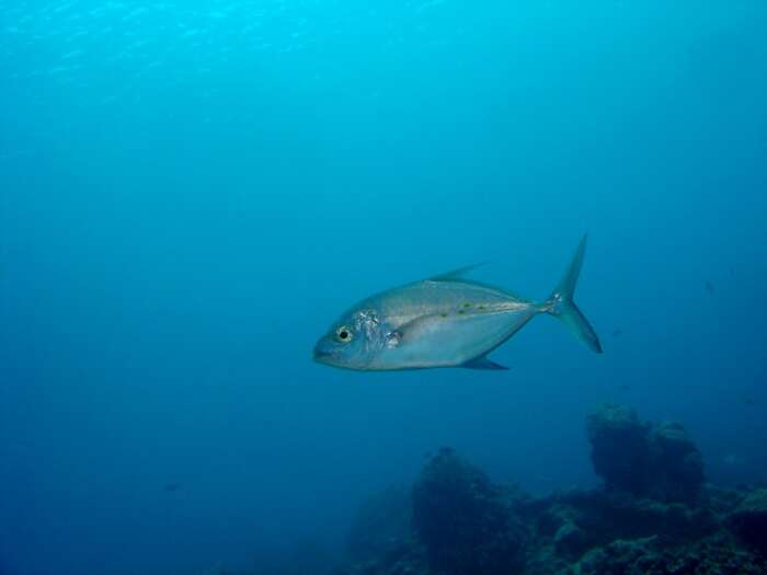 Image of Island trevally