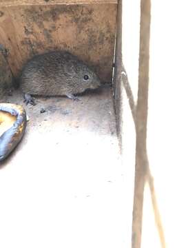 Image of Southern Cotton Rat