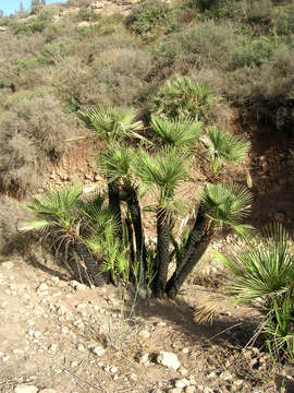 Image of fan palm