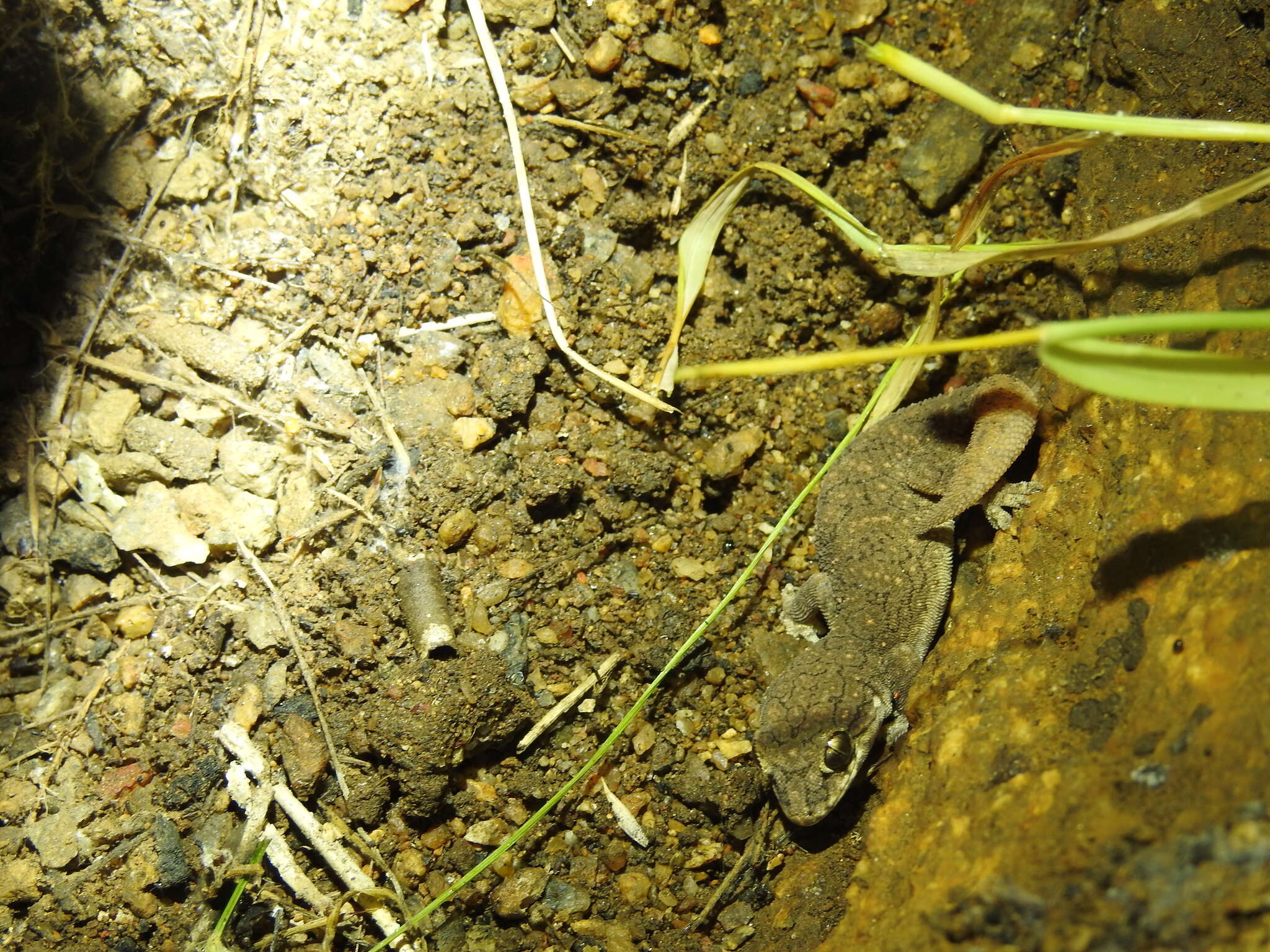 Image of Reticulate Leaf-toed Gecko