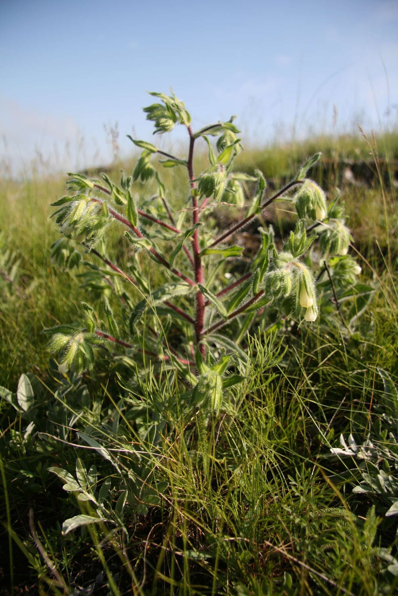 Слика од Onosma visianii G. C. Clementi