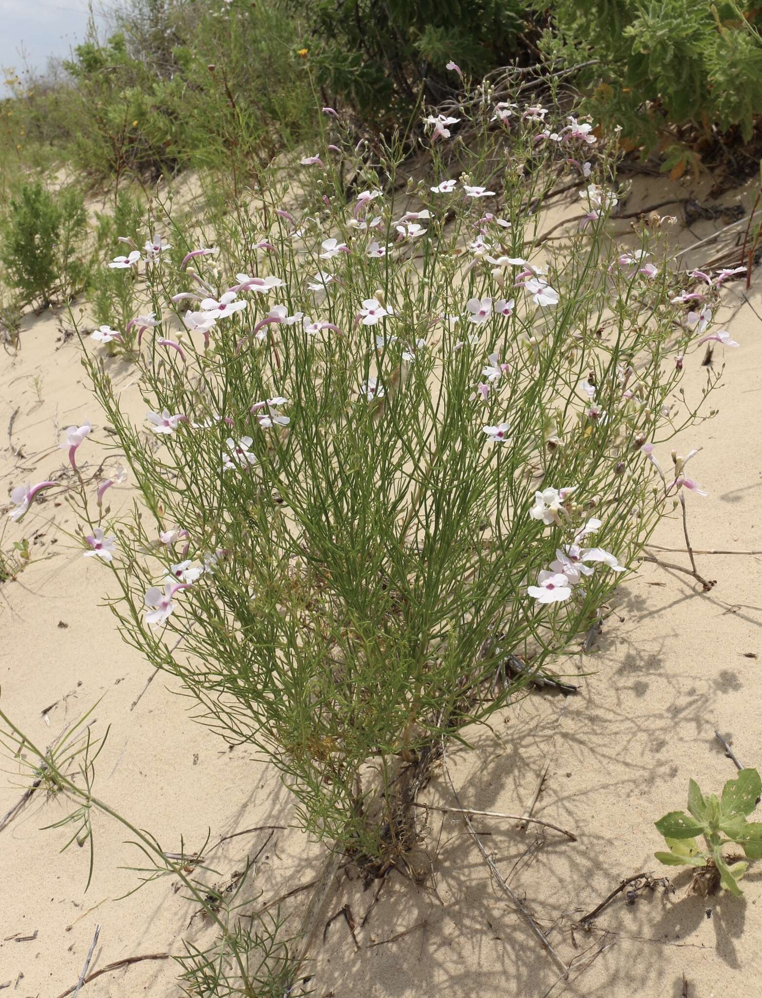 Image of gilia beardtongue