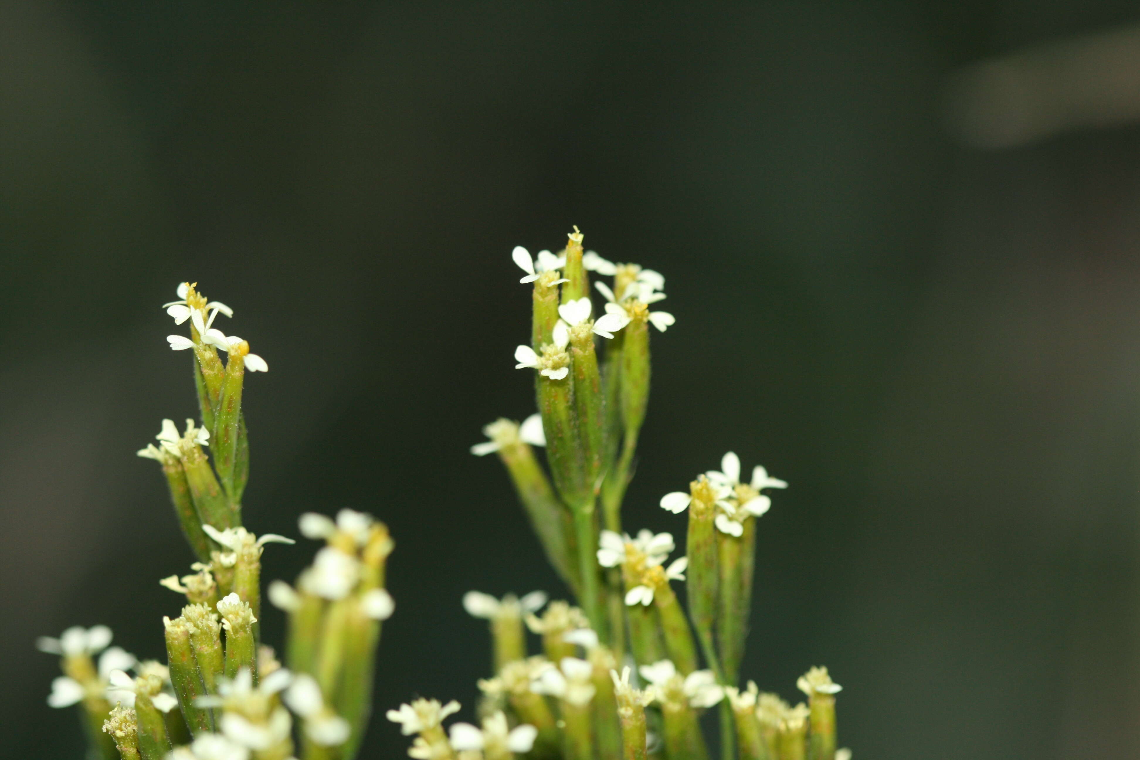 Tagetes minuta L. resmi