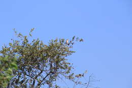 Image of African Golden-breasted Bunting