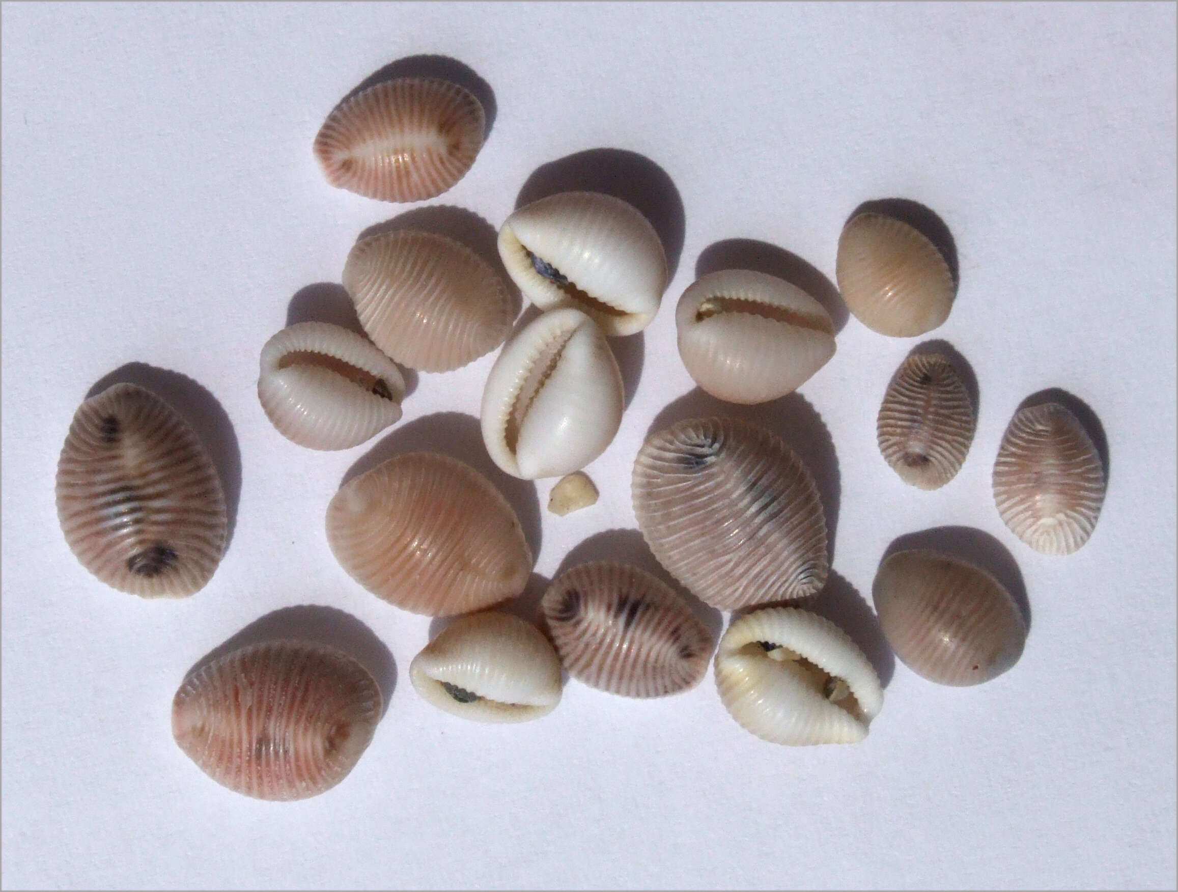 Image of European cowrie