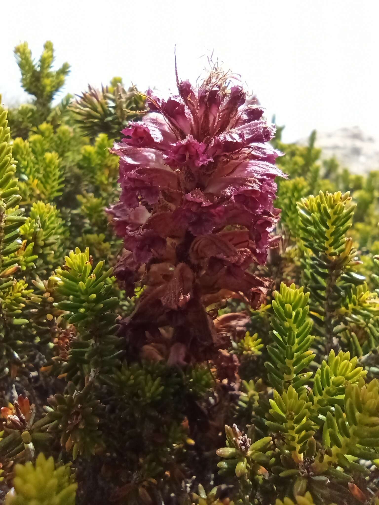 Orobanche sanguinea C. Presl的圖片