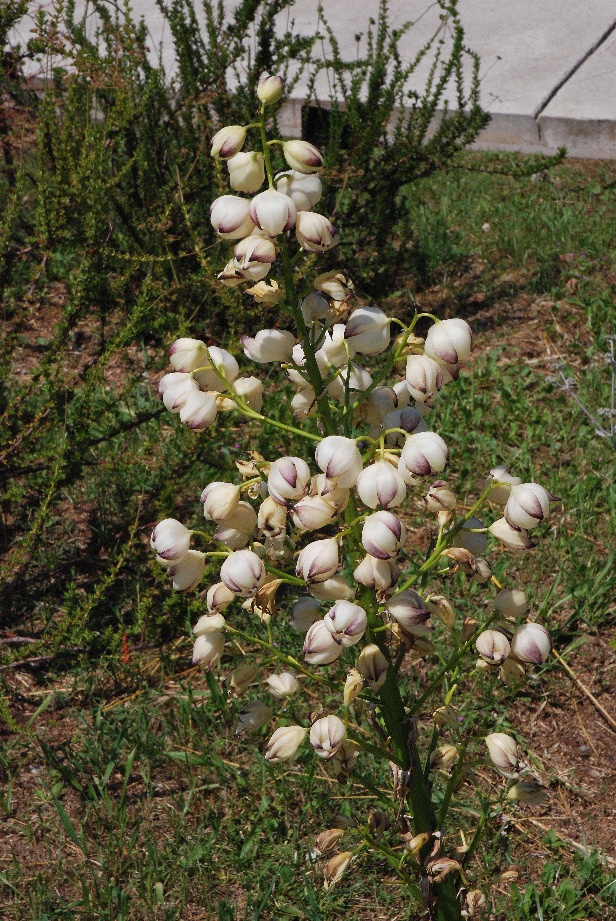 Image of Parry's beargrass