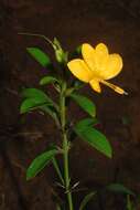 Imagem de Barleria prionitis subsp. ameliae (A. Meeuse) R. K. Brummitt & J. R. I. Wood