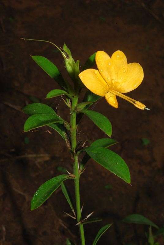 Imagem de Barleria prionitis subsp. ameliae (A. Meeuse) R. K. Brummitt & J. R. I. Wood