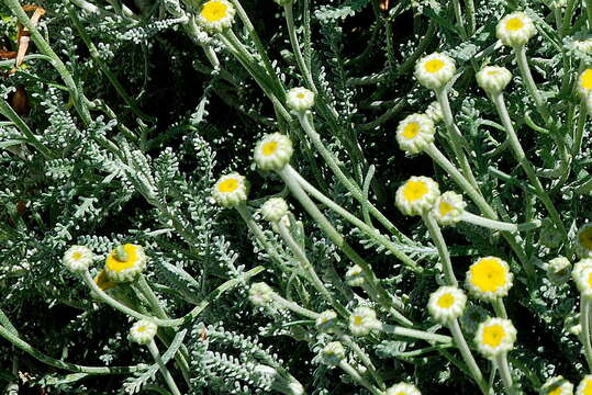 Image of lavender cotton