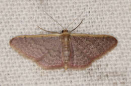 صورة Idaea costaria Walker 1863