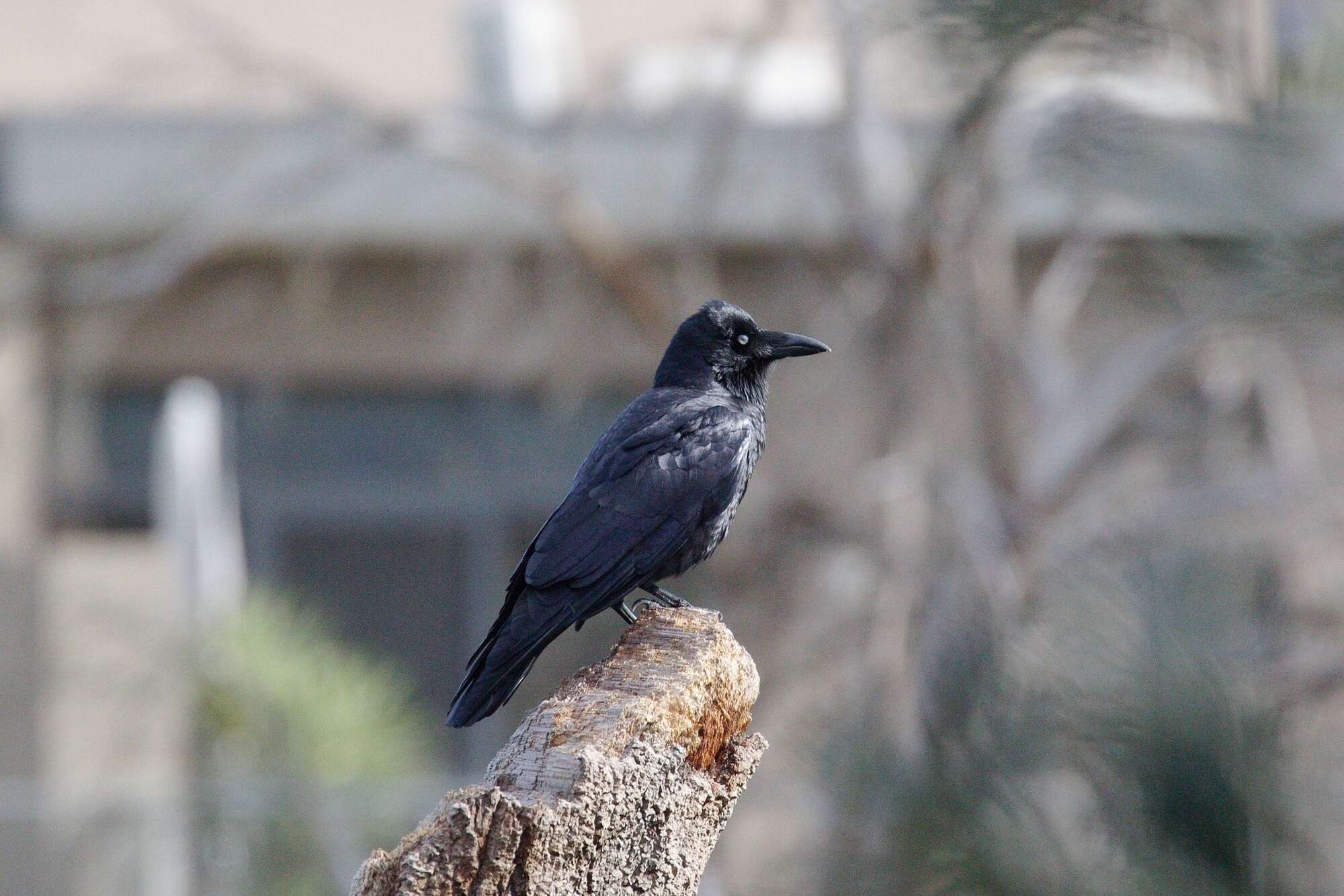 Image of Little Raven