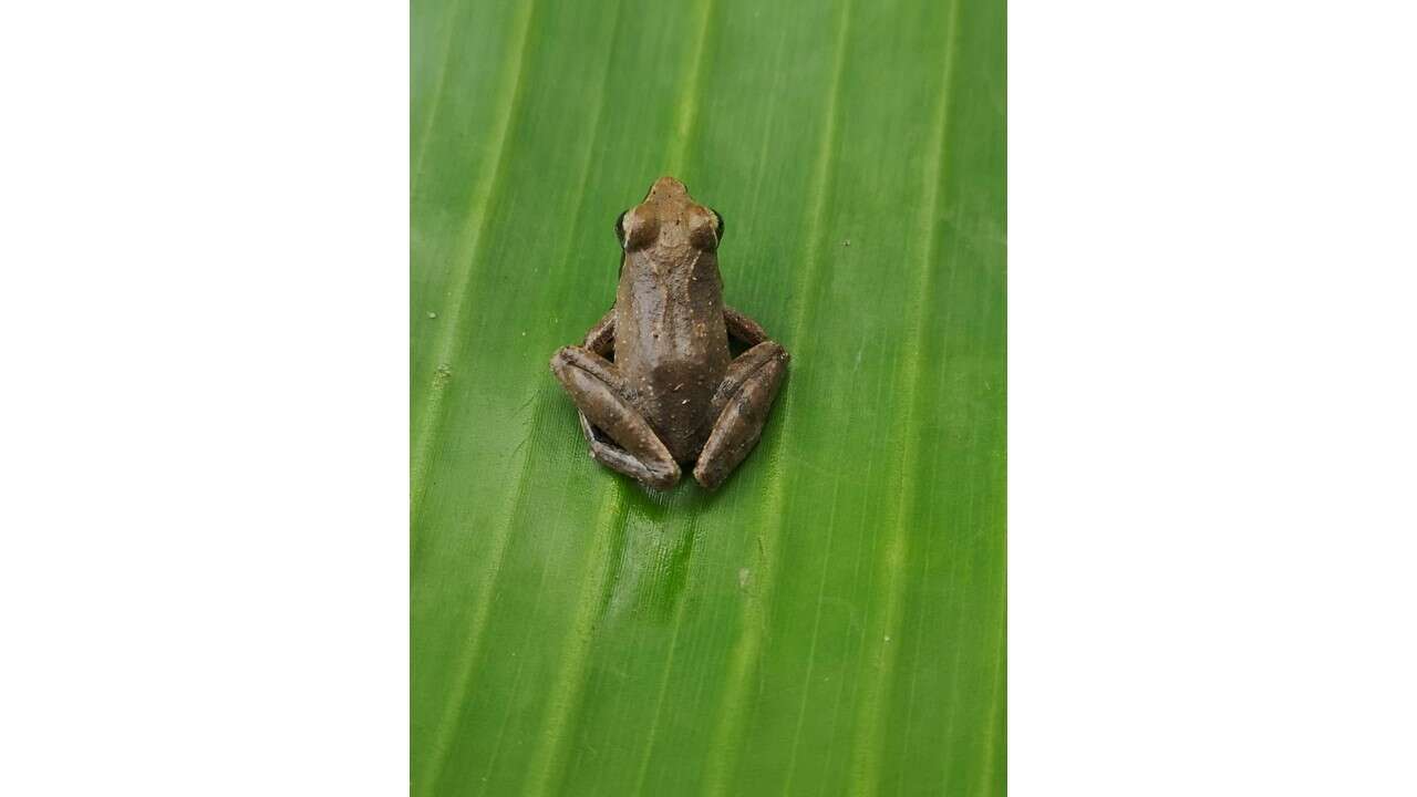 Imagem de Phrynobatrachus auritus Boulenger 1900