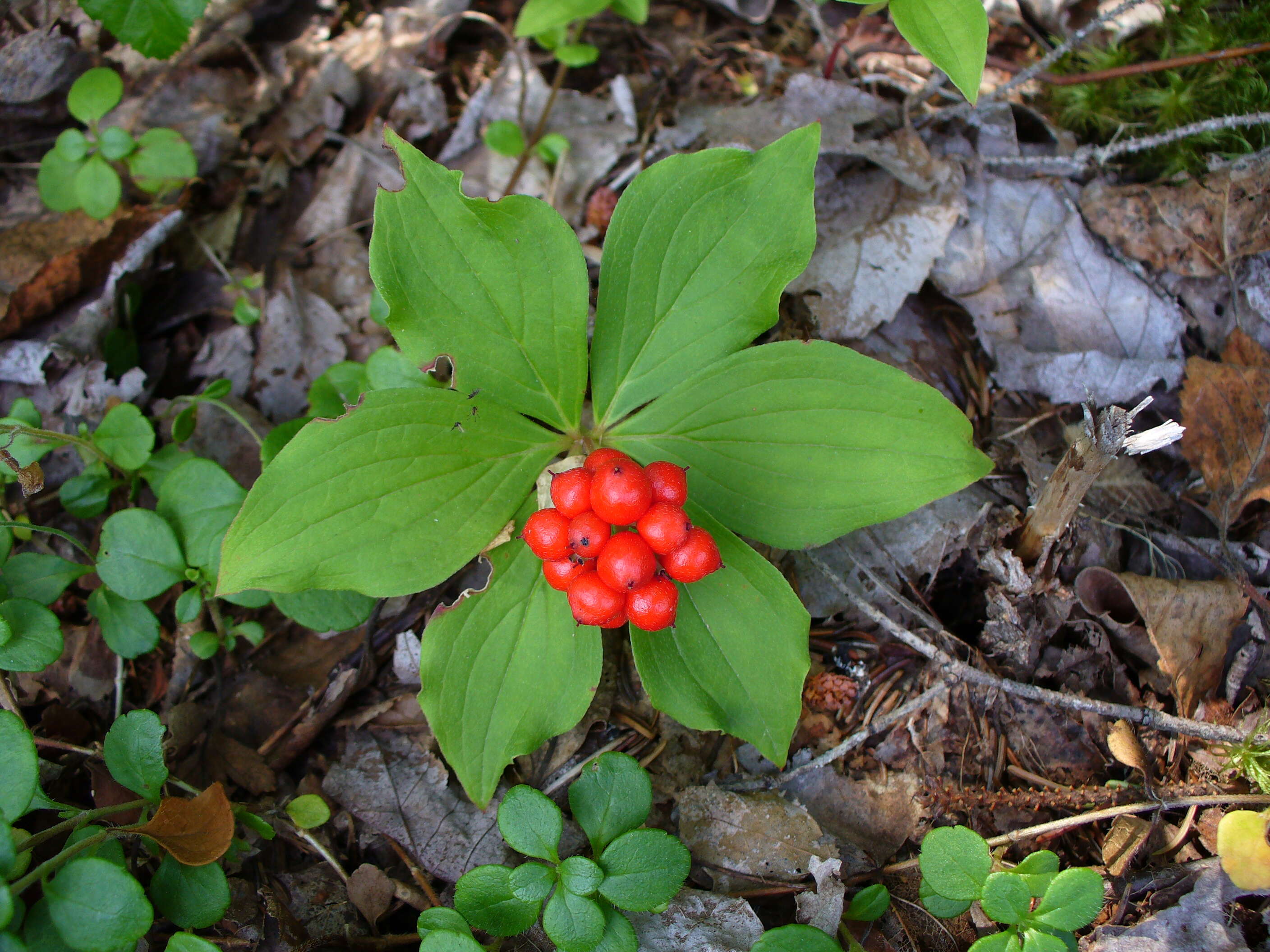 Image of bunchberry dogwood