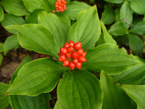 Image of bunchberry dogwood