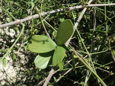 Image of Loeseneriella urceolus (Tulasne) N. Hallé