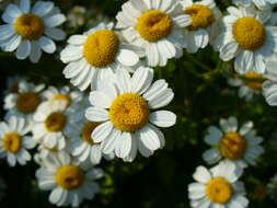 Image of feverfew