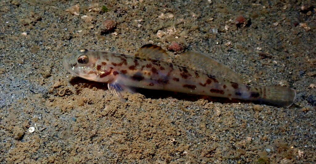 Image of Bay goby