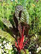 Image of Beta vulgaris subsp. vulgaris Altissima