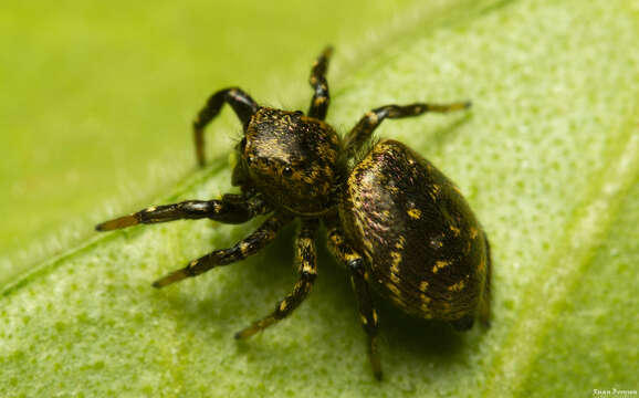 Image of Heliophanus transvaalicus Simon 1901