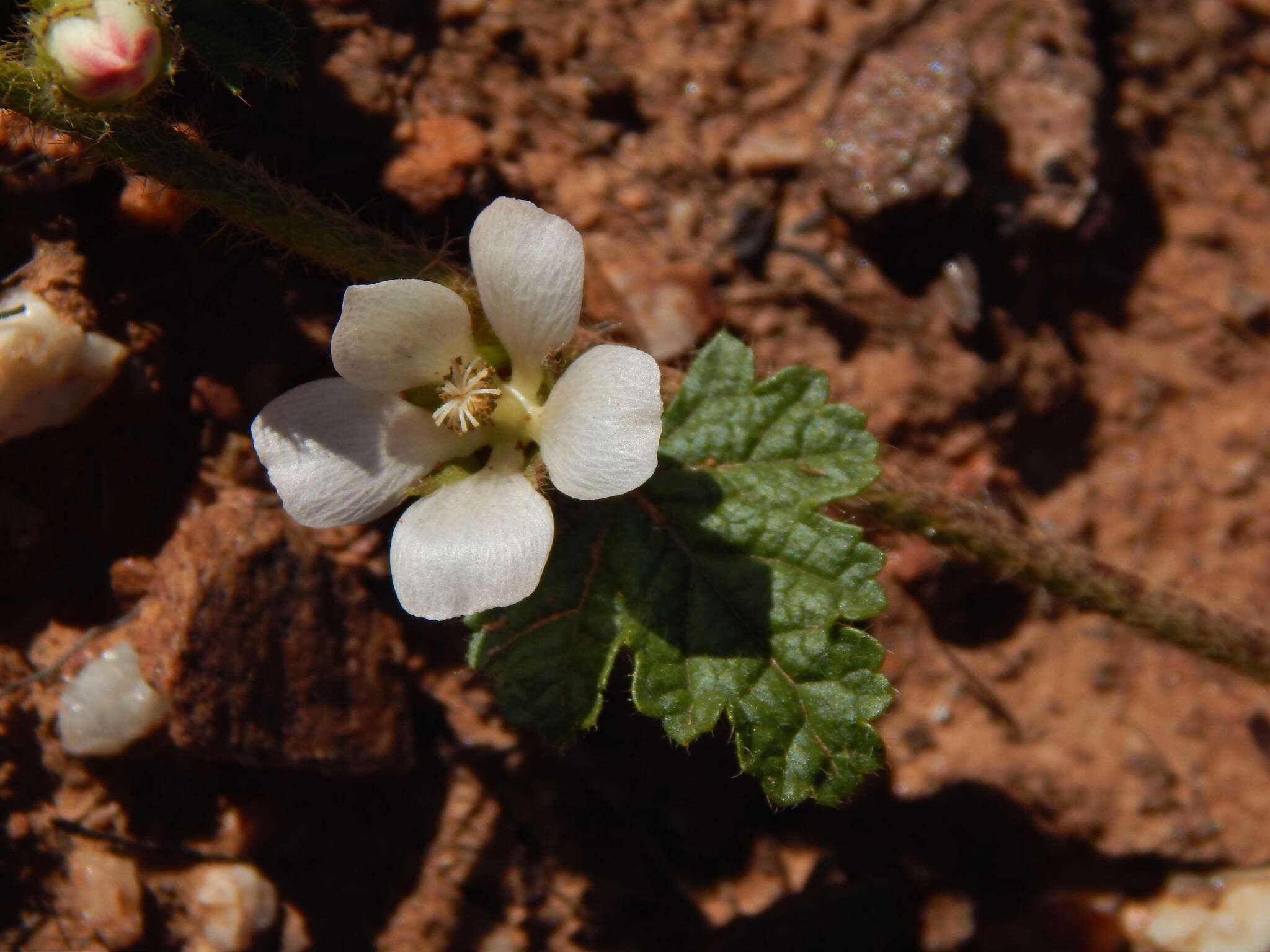 Image of Anisodontea biflora (Desr.) D. M. Bates