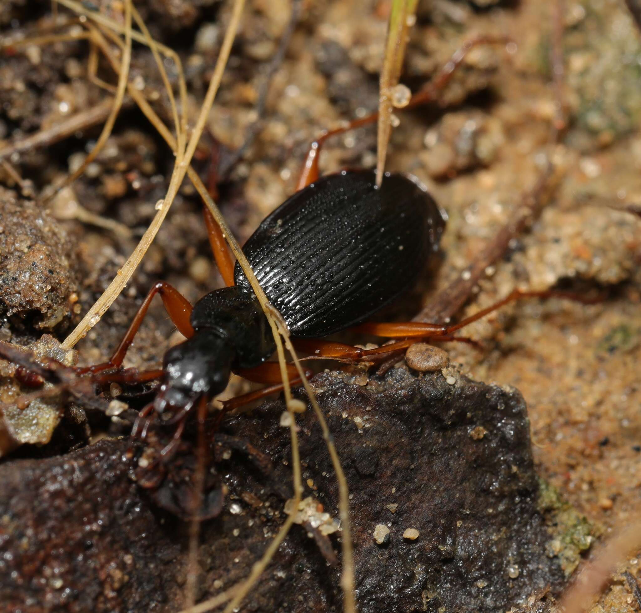 Слика од Platynus (Batenus) hypolithos (Say 1823)