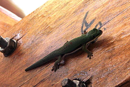 Image of Lined Day Gecko
