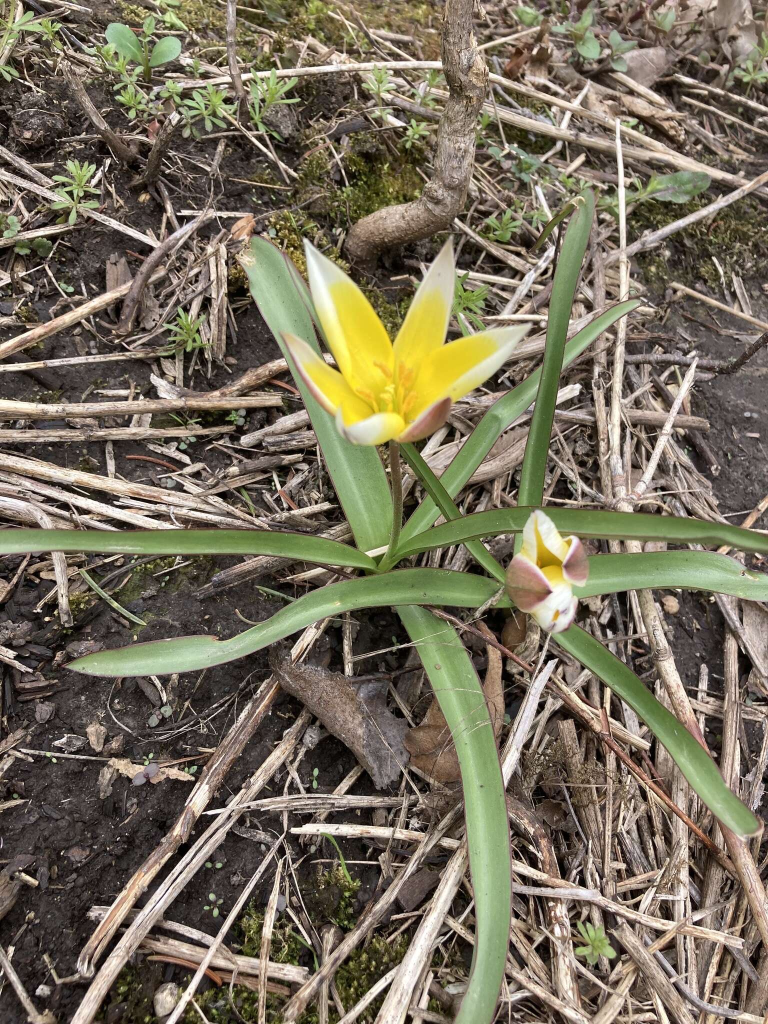 Image of Tulipa urumiensis Stapf