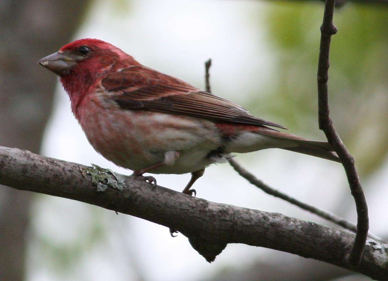 Image of Purple Finch