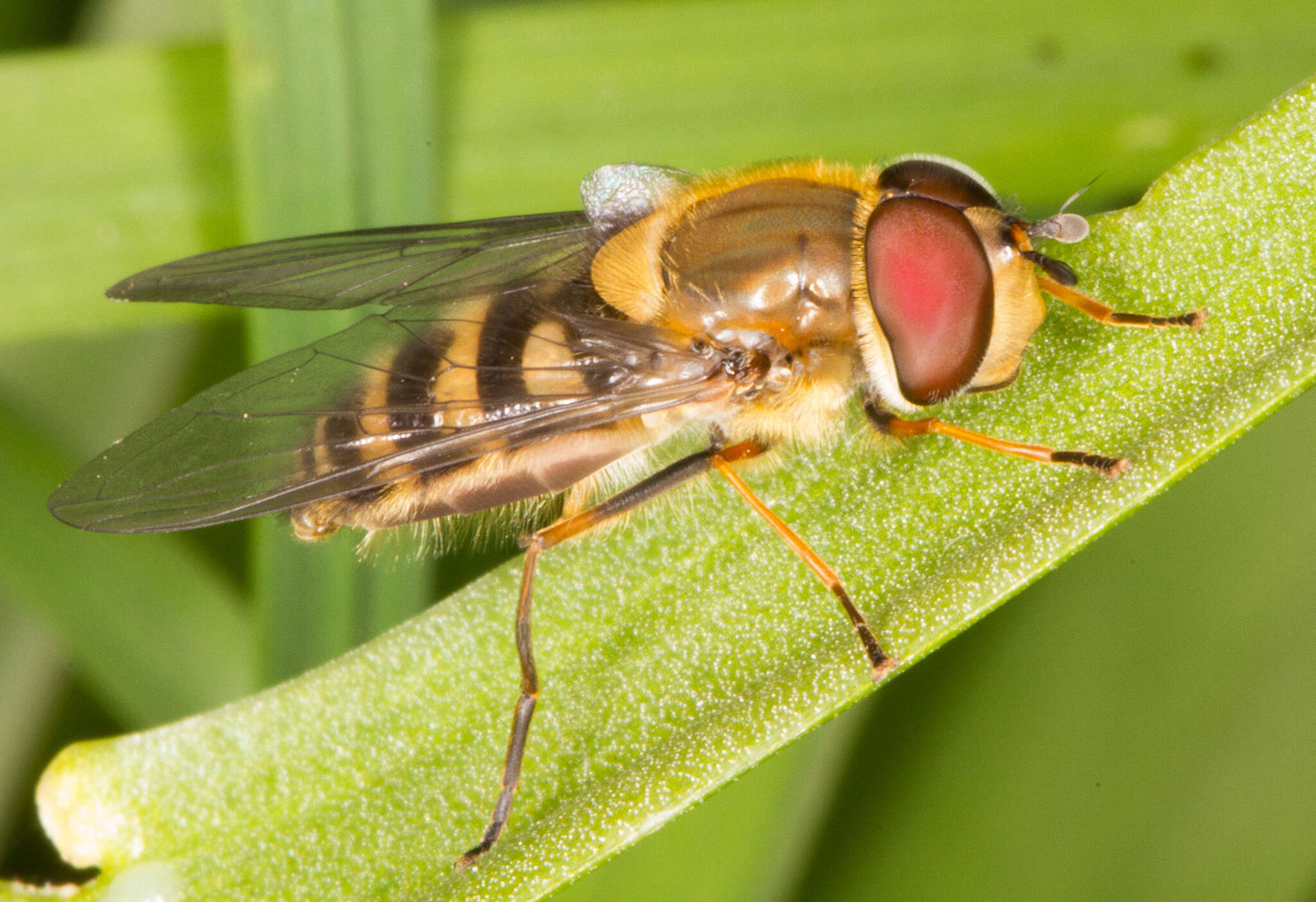 Image de Syrphus torvus Osten Sacken 1875