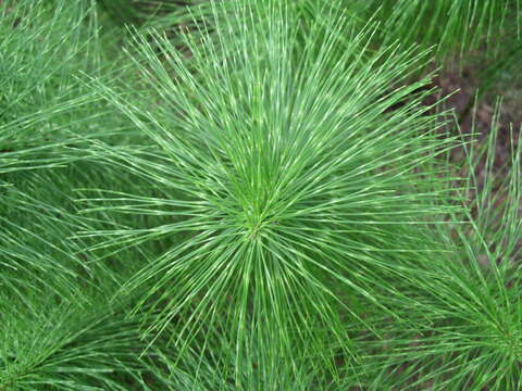 Image of Great Horsetail