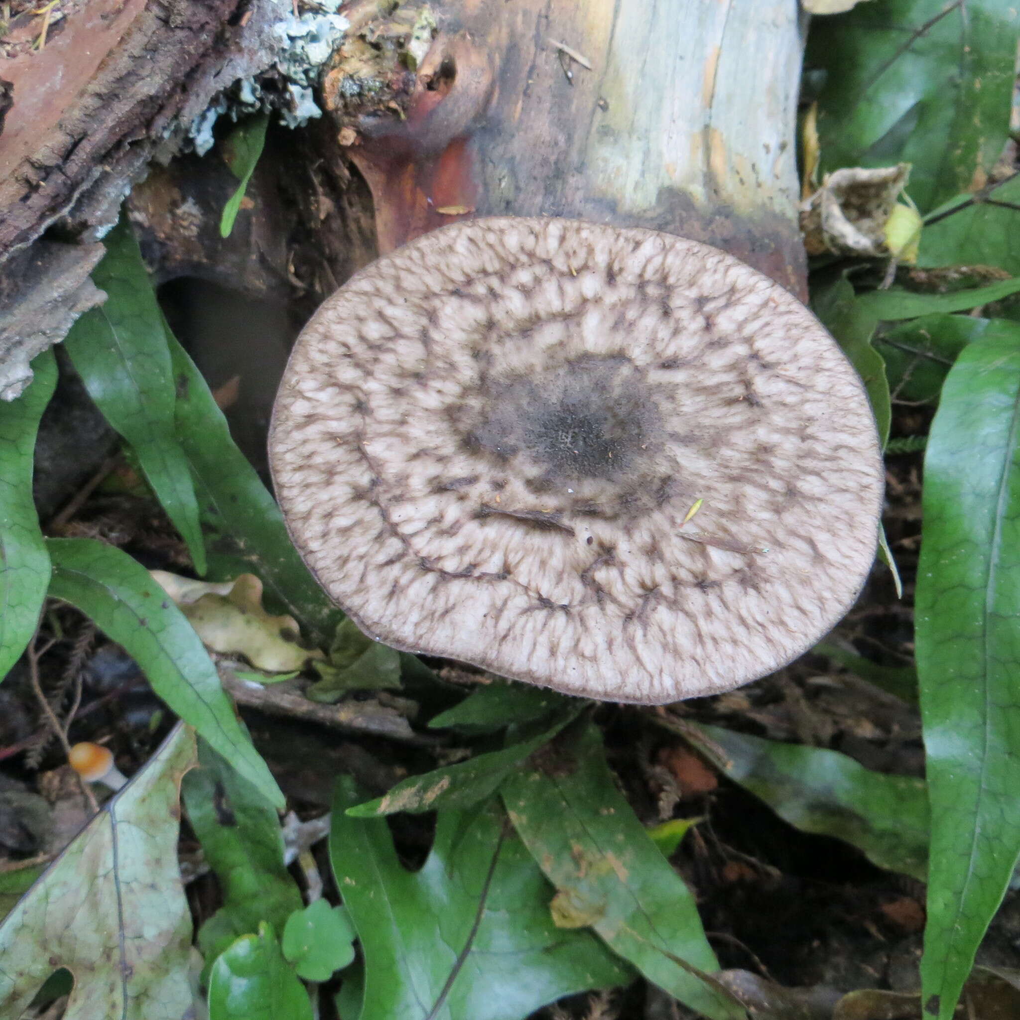 Image of Pluteus velutinornatus G. Stev. 1962