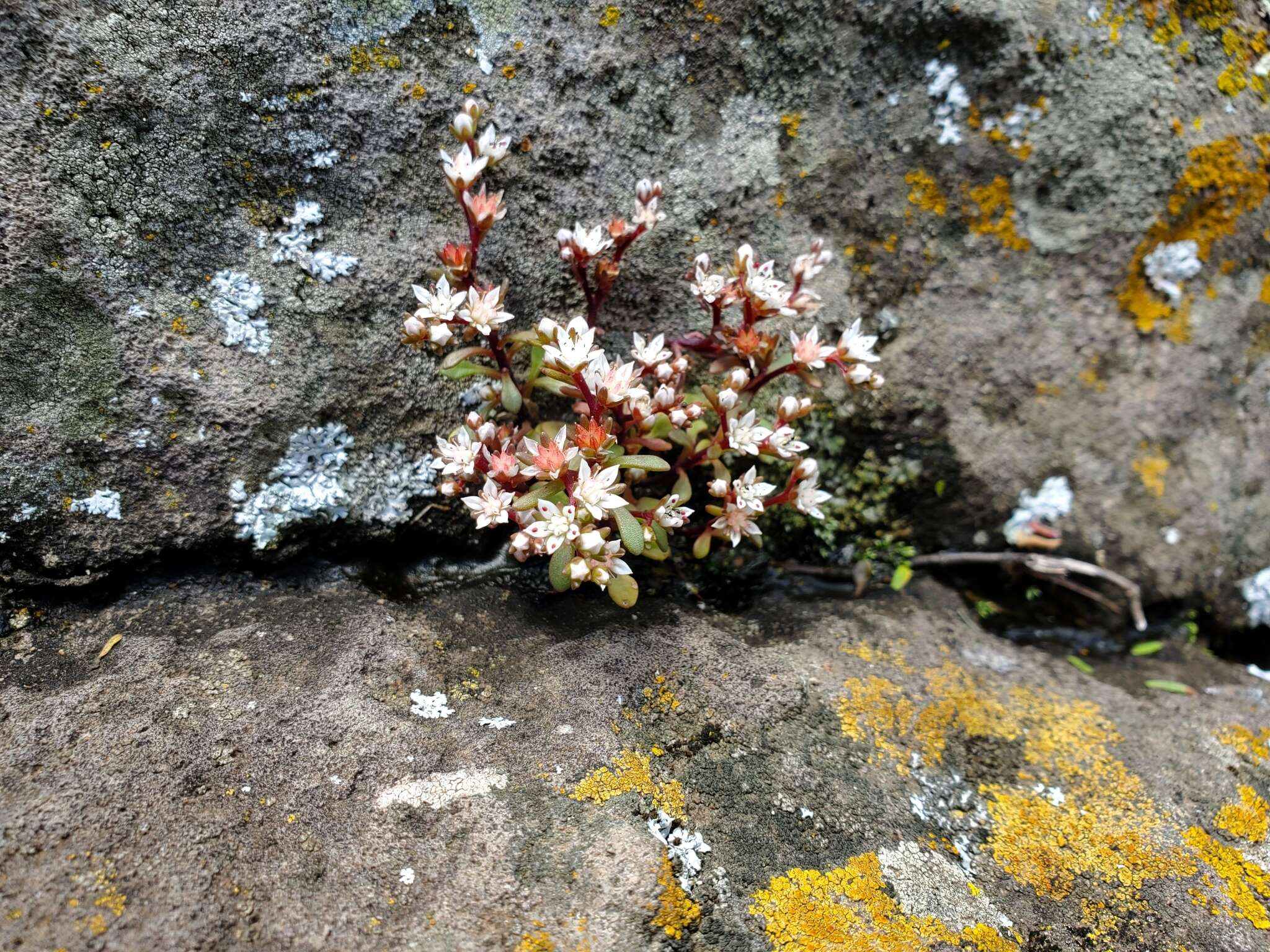 Image of Sedum jaliscanum S. Wats.