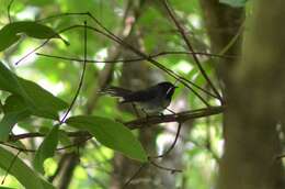 Image of White-tailed Crested Flycatcher