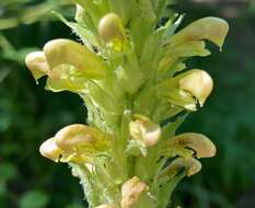 Imagem de Pedicularis bracteosa var. latifolia (Pennell) Cronq.