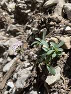 Image of hairyfruit valerian