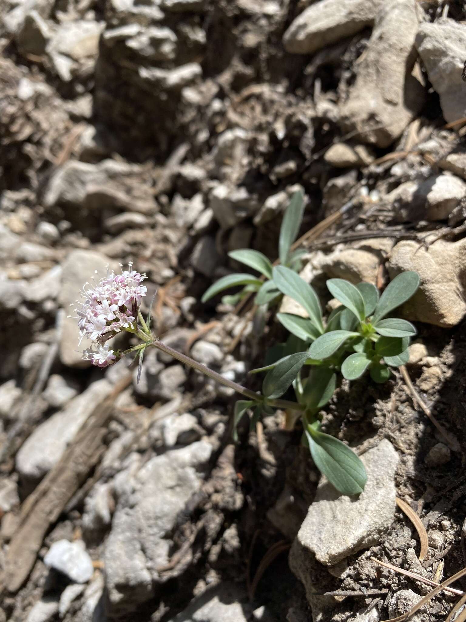 Image of hairyfruit valerian