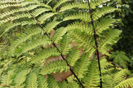 Pteris tripartita Sw. resmi