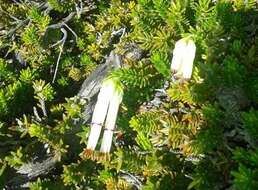 Image of Erica banksia subsp. banksia