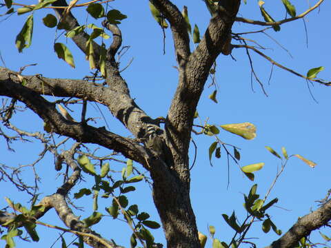 Image of Bearded Woodpecker