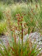 Juncus planifolius R. Br.的圖片